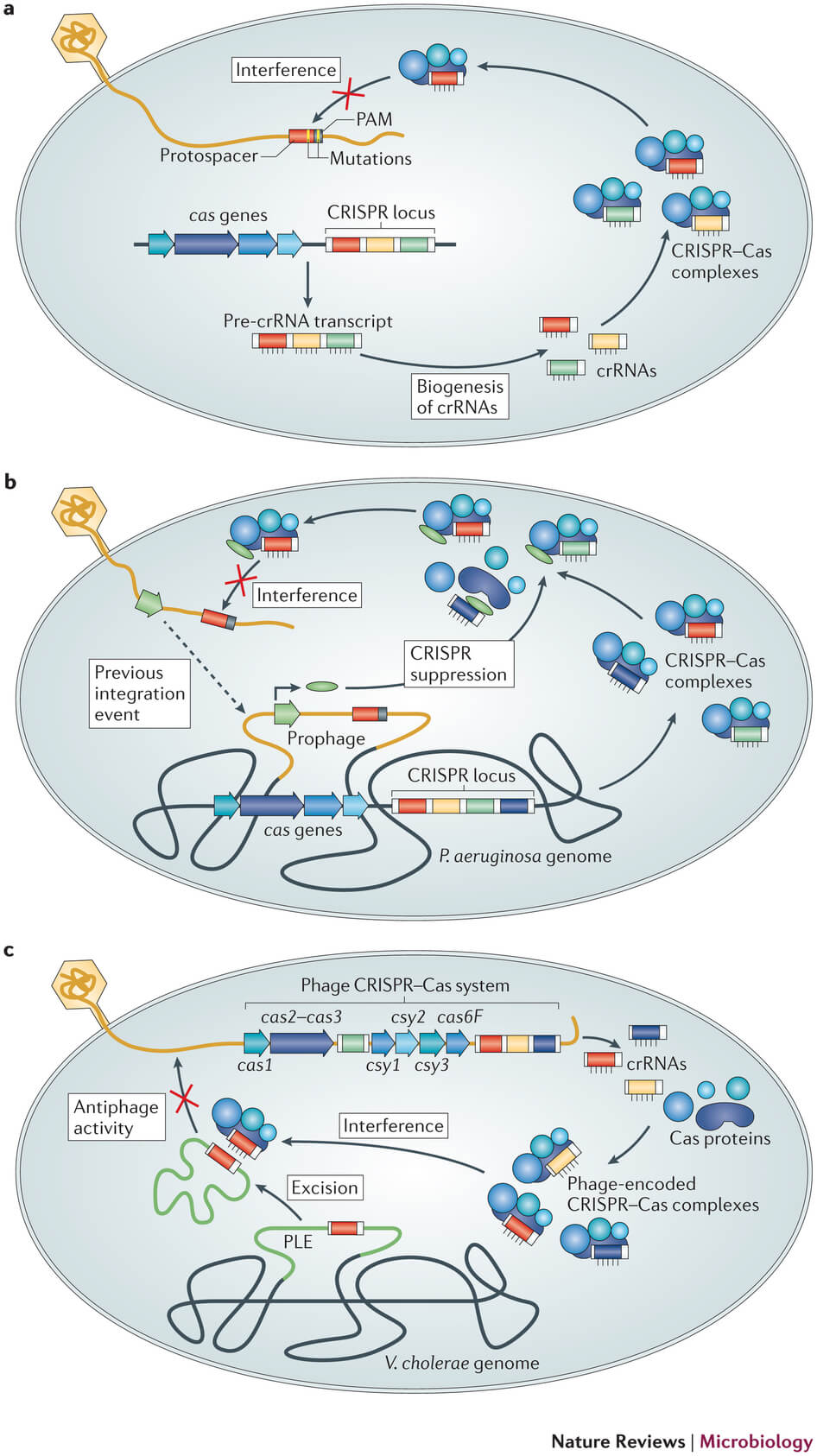 A CRISPR view of Editas